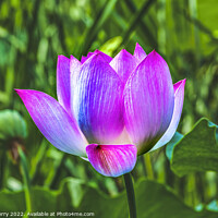 Buy canvas prints of Pink Lotus Flower Close Up Beijing China by William Perry