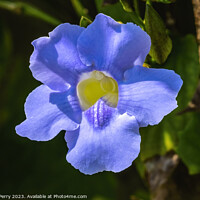 Buy canvas prints of Blue Flower Bengal Clock Vine Fairchild Garden Florida by William Perry