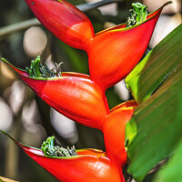 Buy canvas prints of Red Flowers Hanging Lobster Claws Fairchild Garden Coral Gables  by William Perry