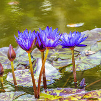 Buy canvas prints of Blue Nymphea Water Lily Fairchild Garden Coral Gables Florida by William Perry