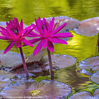 Buy canvas prints of Pink Nymphea Water Lily Fairchild Garden Coral Gables Florida by William Perry