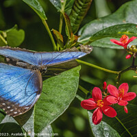 Buy canvas prints of Blue Morpho Butterfly Red Flowers Fairchild Garden Florida by William Perry