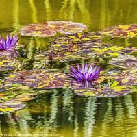 Buy canvas prints of Purple Nymphea Water Lily Fairchild Garden Coral Gables Florida by William Perry