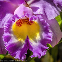 Buy canvas prints of Purple Yellow Cattleya Orchid Flower Florida by William Perry