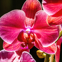Buy canvas prints of Pink Moth Orchids Flowers Florida by William Perry