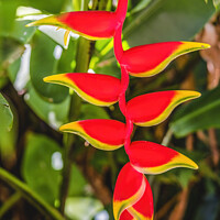 Buy canvas prints of Red Flowers Hanging Lobster Claws Fairchild Garden Florida by William Perry