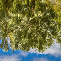 Buy canvas prints of Palm Trees Green Leaves Reflection Fairchild Garden Coral Gables by William Perry