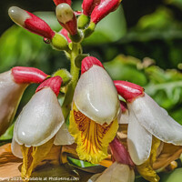 Buy canvas prints of White Yellow Shell Ginger Flowers Fairchild Garden Coral Gables  by William Perry
