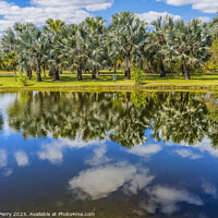 Buy canvas prints of Palm Trees Reflection Fairchild Garden Coral Gables Florida  by William Perry