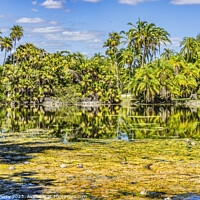Buy canvas prints of Palm Trees Coconuts Lake Reflection Fairchild Garden Coral Gable by William Perry
