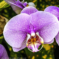 Buy canvas prints of Pink Leopard Prince Moth Orchids Flowers Florida by William Perry