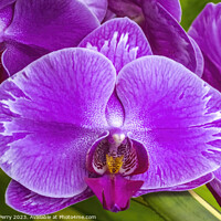 Buy canvas prints of Pink Moth Orchids Flowers Florida by William Perry
