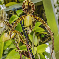 Buy canvas prints of Brown Yellow Slipper Orchids Flowers Florida by William Perry