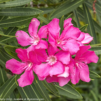 Buy canvas prints of Pink Oleander Nerium Flowers Florida by William Perry