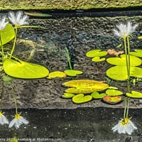 Buy canvas prints of White Water Snowflake Flowers Aquatic Plants Vizcaya Garden Miam by William Perry