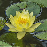 Buy canvas prints of Yellow Sunrise Water Lily Vizcaya Garden Miami Florida by William Perry