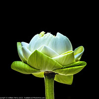 Buy canvas prints of Lotus Bud Unfolded To Show Purity Grand Palace Bangkok Thailand by William Perry