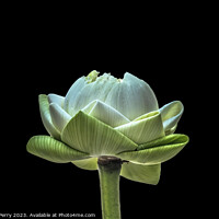 Buy canvas prints of Lotus Bud Unfolded To Show Purity Grand Palace Bangkok Thailand by William Perry