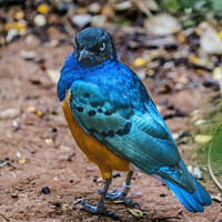 Buy canvas prints of Blue Purple Orange Breasted Superb Starling  by William Perry