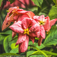 Buy canvas prints of Pink Orange Agboy Flowers  by William Perry