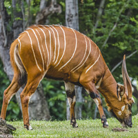 Buy canvas prints of Brown White Stripes Bongo Antelope Grazing by William Perry