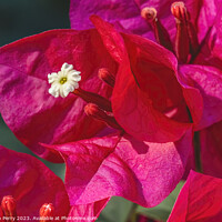 Buy canvas prints of Pink Red Bougainvillea White Flower Stamen Close  by William Perry