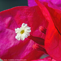 Buy canvas prints of Pink Red Bougainvillea White Flower Stamen Close  by William Perry