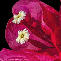 Buy canvas prints of Pink Red Bougainvillea White Flowers Stamens Close  by William Perry