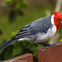 Buy canvas prints of Red Crested Brazilian Cardinal Waikiki Honolulu Hawaii by William Perry
