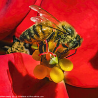 Buy canvas prints of Colorful Honey Bee Red Flower Yellow Stamen by William Perry