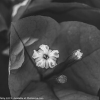 Buy canvas prints of Black White Bougainvillea Flower Stamen Close  by William Perry
