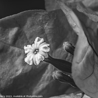 Buy canvas prints of Black and White Bougainvillea Flower Stamen Close  by William Perry