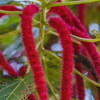 Buy canvas prints of Red Hot Cat Tail Phillipine Medusa Chenille Plant Flowers by William Perry