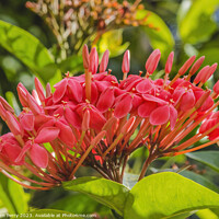 Buy canvas prints of Pink Jungle Geranium Flowers Waikiki Oahu Hawaii by William Perry