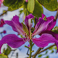 Buy canvas prints of Colorful Pink Hong Kong Orchid Flowers Waikiki Honolulu Hawaii by William Perry