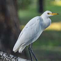 Buy canvas prints of White Cattle Egret Waikiki Honolulu Hawaii  by William Perry