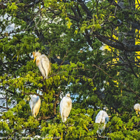 Buy canvas prints of White Cattle Egrets Nesting Colony Tree Canal Waikiki Honolulu H by William Perry