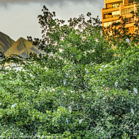 Buy canvas prints of White Cattle Egrets Nesting Colony Tree Mountains Waikiki Honolu by William Perry