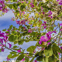 Buy canvas prints of Colorful Pink Hong Kong Orchid Tree Flowers Kailua Honolulu Hawa by William Perry