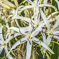 Buy canvas prints of White Spider Crinum Lily Flowers Leaves Waikiki Honolulu Hawaii by William Perry