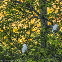 Buy canvas prints of White Cattle Egrets Nesting Colony Tree Sunset Waikiki Honolulu  by William Perry