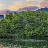 Buy canvas prints of White Cattle Egrets Nesting Colony Trees Canal Waikiki Honolulu  by William Perry