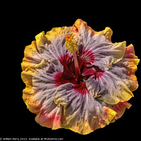 Buy canvas prints of Tropical Voodoo Queen Hibiscus Flower Waikiki Oahu Hawaii by William Perry