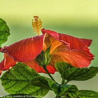 Buy canvas prints of Deep Bright Orange Tropical Hibiscus Flower Hawaii by William Perry