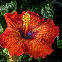 Buy canvas prints of Deep Bright Orange Tropical Hibiscus Flower Hawaii by William Perry