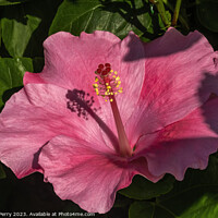 Buy canvas prints of Viceroy Dark Pink Tropical Hibiscus Flowers Hawaii by William Perry