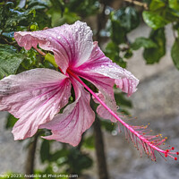 Buy canvas prints of White Pink Tropical Hibiscus Flowers Hawaii by William Perry