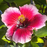 Buy canvas prints of Lana's Paradise Dark Pink White Tropical Hibiscus Flower Hawaii by William Perry
