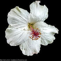 Buy canvas prints of White Hawaii Tropical Hibiscus Flower Waikiki Oahu Hawaii by William Perry