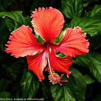 Buy canvas prints of Red Tropical Hibiscus Flower Hawaii by William Perry